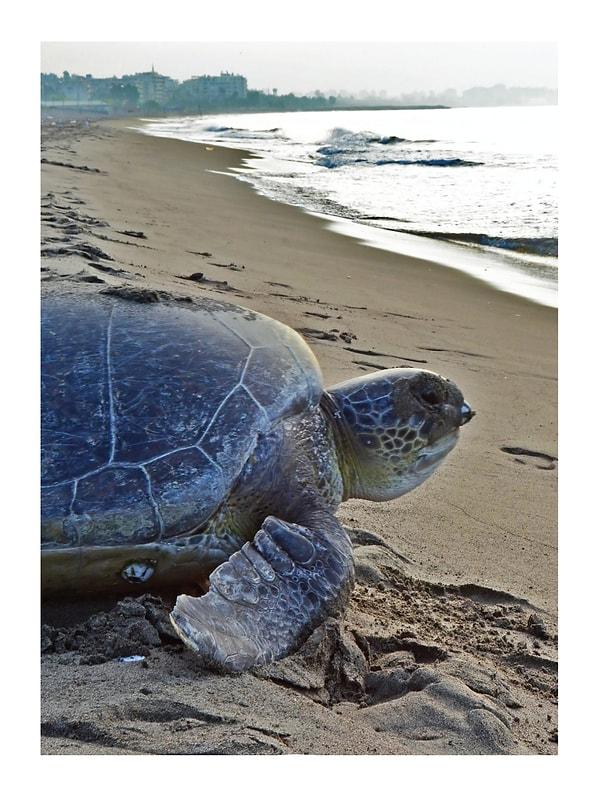 21. ODTÜ'nün deniz kaplumbağalarının da yuvası olduğunu biliyor muydun?