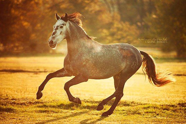 15. "Atlara ve fotoğrafçılığa ait tutkumu bulduğumdan beri, kalbim son derece canlı biçimde atmaya devam ediyor."