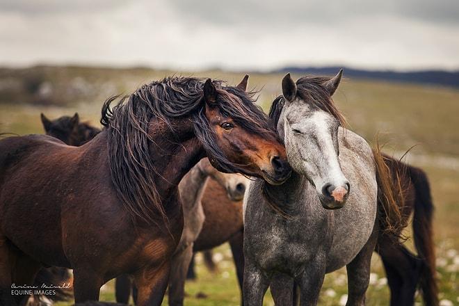 Atların Dünyadaki En Asil ve En Muhteşem Canlılar Olduğunu İspatlayan 39 Enfes Fotoğraf