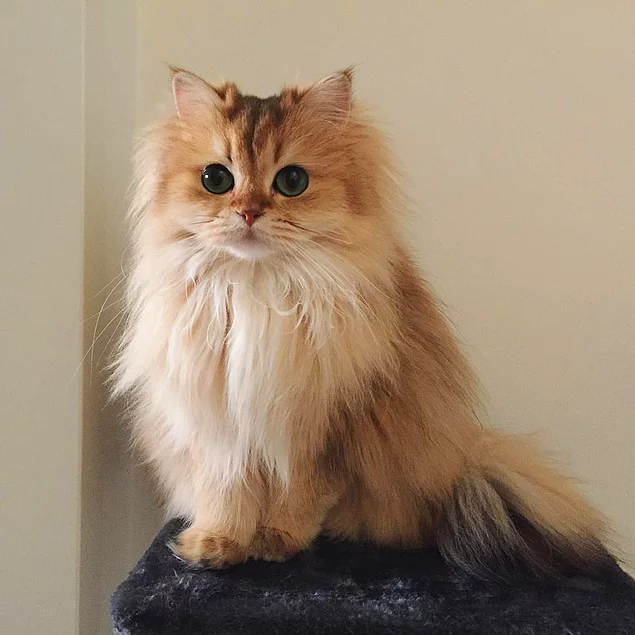 Meet Smoothie The Prettiest Cat You Ve Ever Seen To This Day Onedio Co