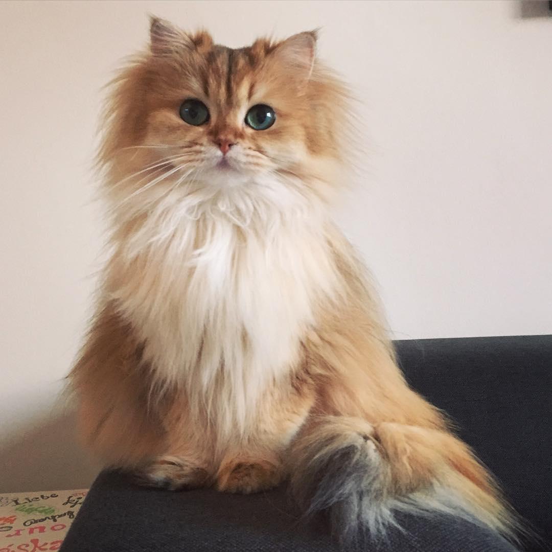 Meet Smoothie: The Prettiest Cat You've Ever Seen To This Day! - onedio.co