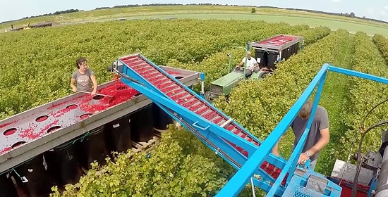 İzlemesi Aşırı Zevkli Kırmızı ve Siyah Kuş Üzümü Toplama Videosu