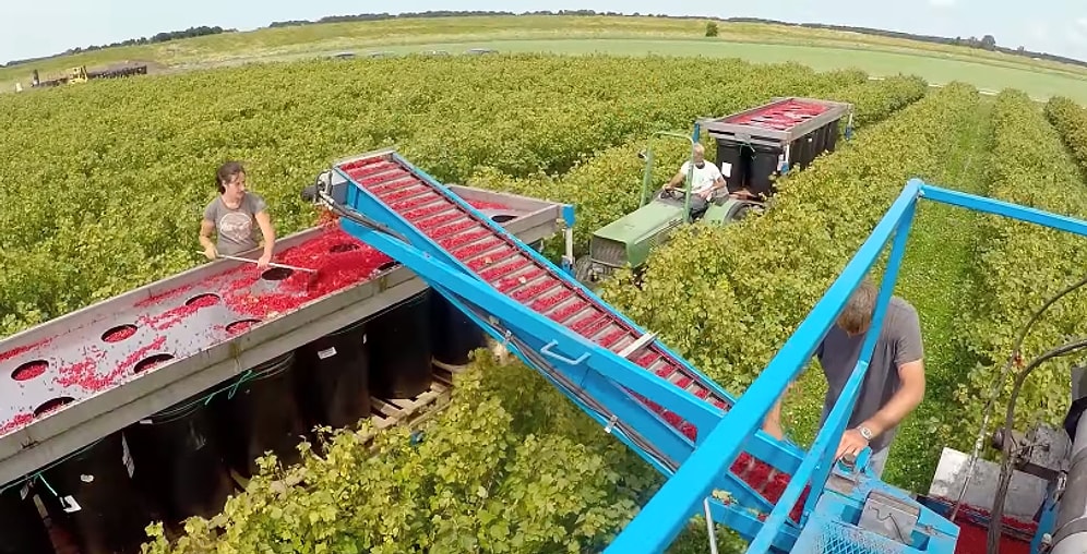 İzlemesi Aşırı Zevkli Kırmızı ve Siyah Kuş Üzümü Toplama Videosu