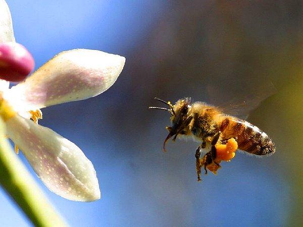 Yaşam şartlarının zor olduğu bölgelerde, bal arısı ve polen taşıyıcı diğer böceklerin sayısı çok daha fazla oluyor
