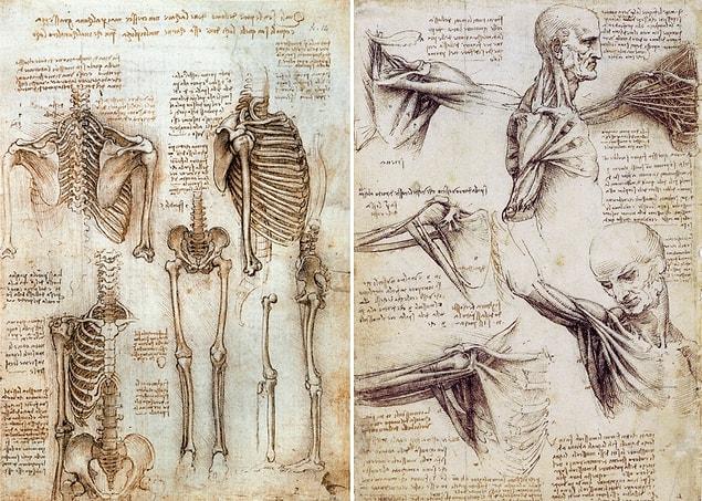 12. His work on the skeleton and the muscle system.