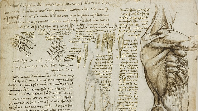 15. Depictions of the arm, back and neck muscles.