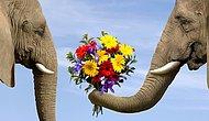 16 забавных фактов, доказывающих, что слоны похожи на людей
