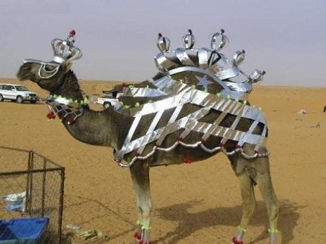 7. Camels have their own fashion in Dubai.
