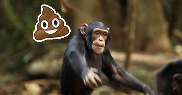 Bu da şempanzelerin davranışlarını pekiştiriyor.