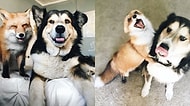Yüksek Dozda Mutluluk İçerir: Köpeklerin Her Hayvanla Dost Olabileceklerinin 26 Kanıtı