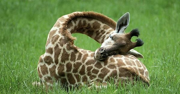 24. Zürafalar 24 saatlik döngü içerisinde yalnızca 5-30 dakika arası uykuya ihtiyaç duymaktadır.