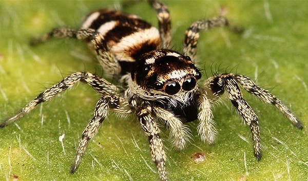 18. Ты можешь нечаянно съесть паука во сне