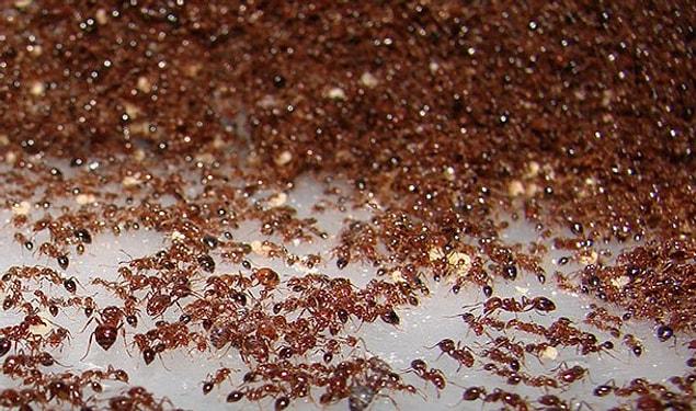 15. Ants don't live in places like Iceland, Antarctica and Greenland.