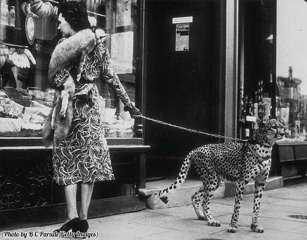 6. Londra'da çitasını evcil hayvan sanıp sokaklarda gezdiren bir kadın, 1939