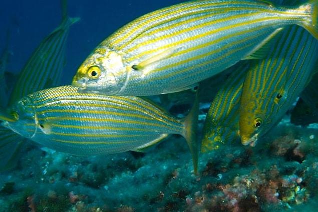 5. A fish species called 'Salema Porgy' is known to cause hallucinative effects when it is consumed. The Salema Porgy is usually seen in Mediterranean Sea and around the depths of South America.