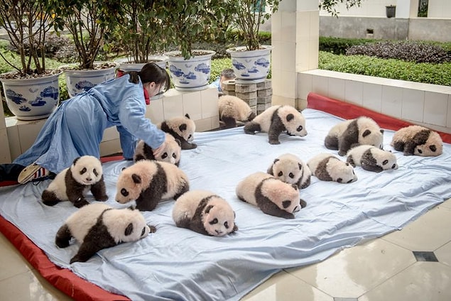 Plus tard, la récolte abondante de cette année a obligé les bébés pandas à s'agenouiller sur le sol pour Vitale.