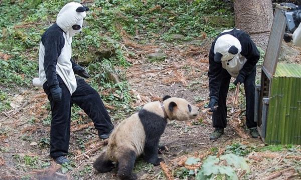 Panda Baba "Hayatımda şimdiye kadar iki önemli işim vardı. Pandaların beslenmesi, ki şu an bu problem değil. Şimdi geriye onların salınması için iyi bir alan olduğundan emin olmak kaldı." dedi.
