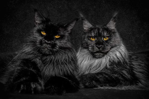 3. Dolce Vita ve De La Loo adlı, Maine Coon cinsi iki kedisinin yer aldığı bu fotoğraf, ona seriyi yaratması için ilham vermiş.