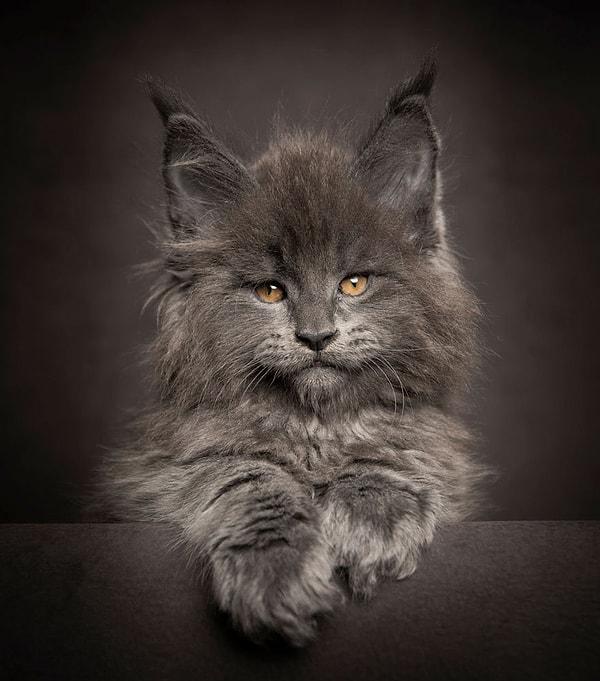 10. Seride yer alan diğer kedi fotoğraflarını görmek isterseniz Robert Sijka'nın kendine ait web sitesine girmeniz yeterli.