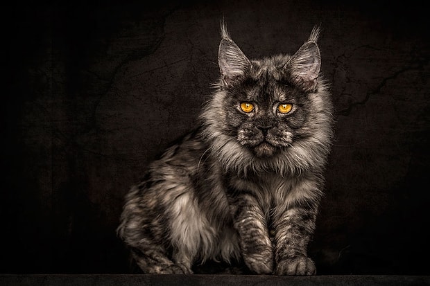 ⁂ Maine coon kedi fiyatları ⁂ Maine coon kedi fiyatları