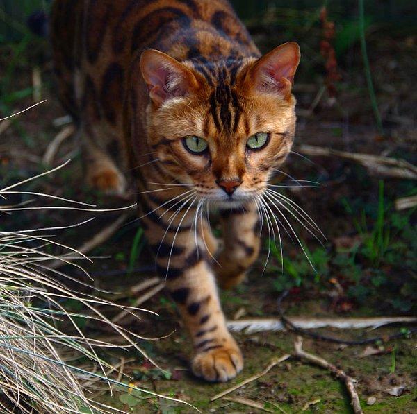 Minnoşumuz güzelliğini ve ihtişamını Bengal kedisi soyuna borçlu.