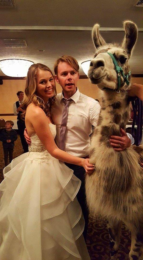 Drew Kluger ve Alexis Wilson ikilisinin düğünü diğer düğünlerden biraz daha farklıydı. Bir grup lama düğünlerine misafir oldu!