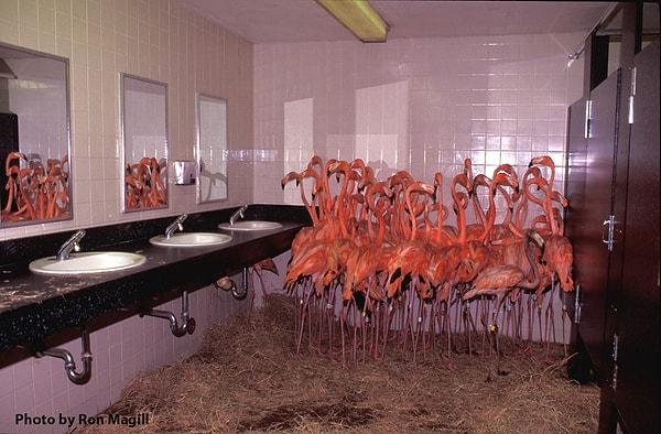18. Andrew Kasırgası sırasında Miami Hayvanat Bahçesi'ndeki korkmuş flamingolar, 24 Ağustos 1992.