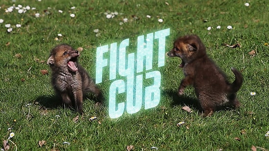 Yeryüzünün En Sevimli Sokak Dövüşleri: Fight Cub