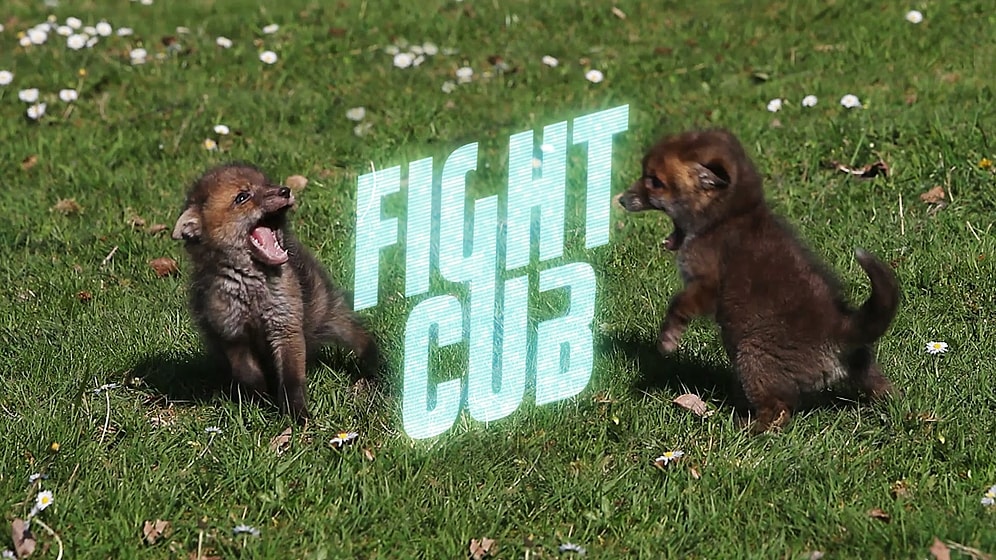 Yeryüzünün En Sevimli Sokak Dövüşleri: Fight Cub