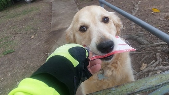 Mektup Almaya Bayılan Köpekçiğin Kendi Adına Kartpostal Yazan Koca Yürekli Postacı