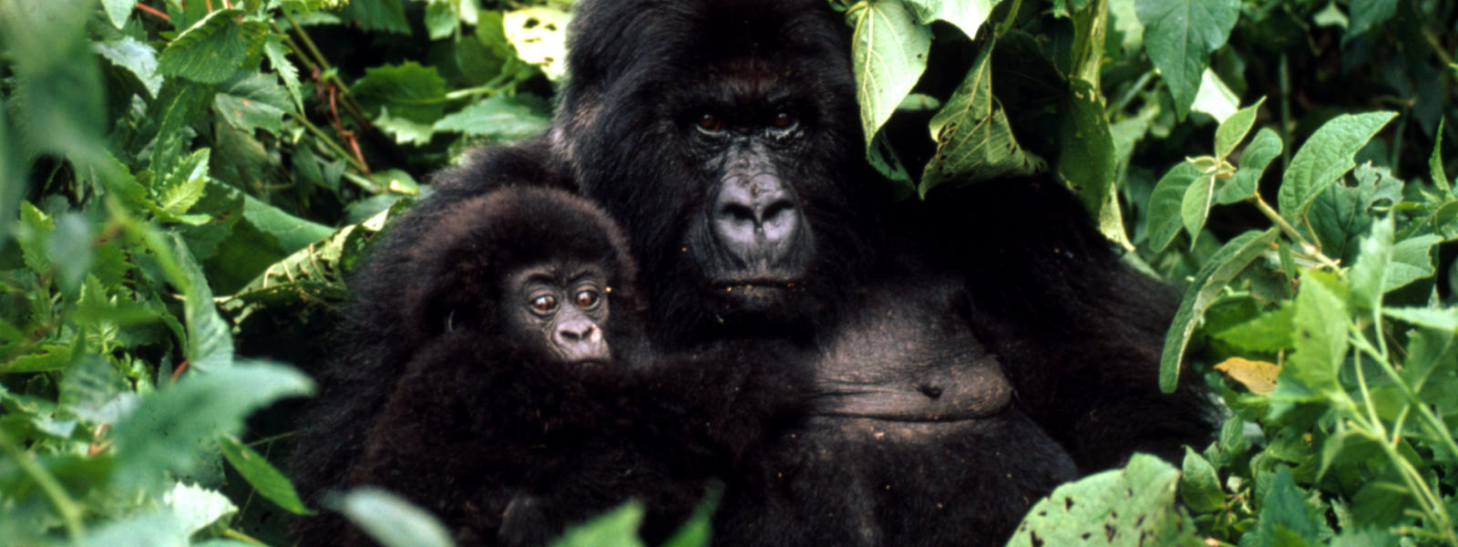 17 Animal Species On The Verge Of Extinction - onedio.co