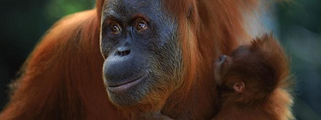 12. Sumatran Orangutan