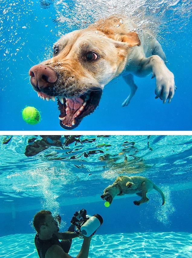 8. Underwater dog