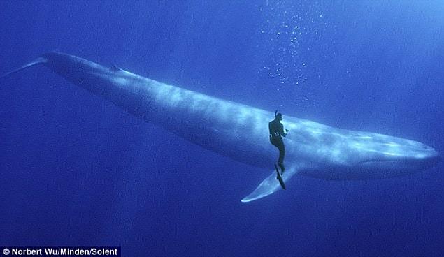 5. The Blue Whale has the largest penis on the earth with 2.4 metres/944 inches!