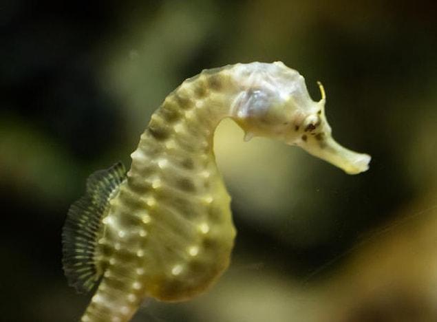 2. Unlike most other fish, sea horses’ bodies are covered with bony plates instead of scales.