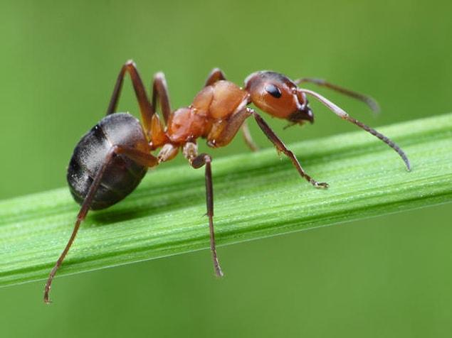 5. “Utricle” is the name of the world’s smallest fruit and is the size of a little ant.