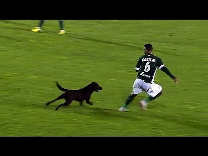 Sahaya Giren Köpek Gol Sonrası Futbolcuları Kovaladı