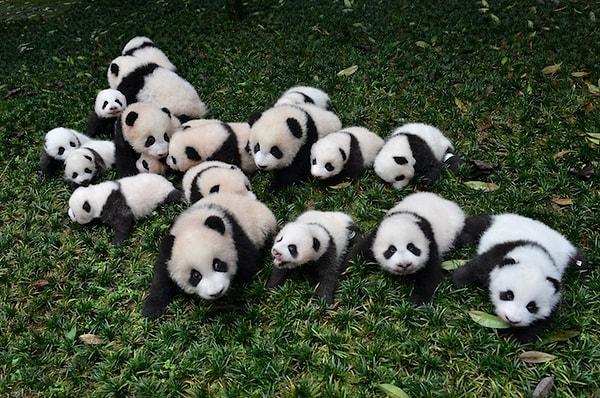 IUCN pandaların nesli tükenmekte olan hayvanlar listesinden çıkarılsa da hâlâ "hassas" hayvan türleri arasında olduğunu açıkladı