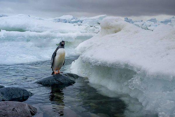 Çünkü, Gentoo penguenlerinin beslenme biçimi diğer iki penguen türüne göre daha esnek.