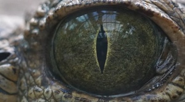 1. Начнем, пожалуй, с простого вопроса. Итак, какому животному принадлежат эти глаза?