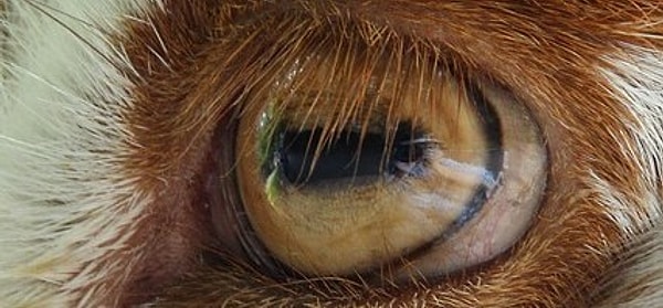 11. Чьи они, эти глаза напротив?