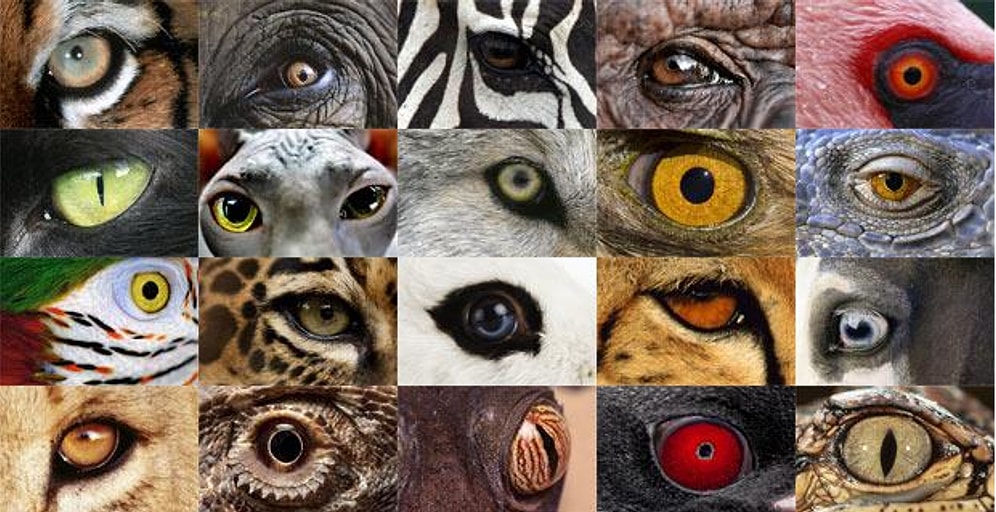 Эти глаза напротив. Какому животному они принадлежат?