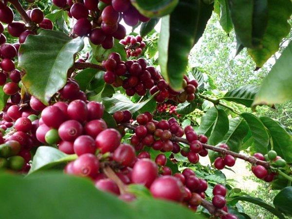 Araştırmalara göre kahve bitkisi 2080 yılına kadar tamamen yok olma tehlikesi ile karşı karşıya.