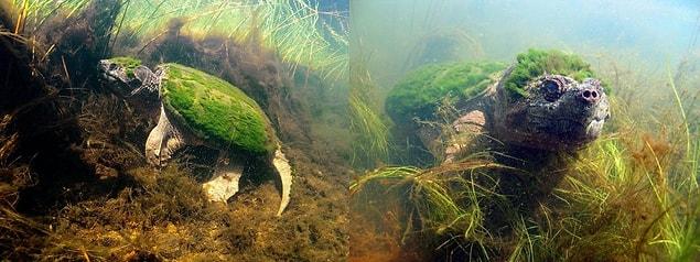 14. This algae covered turtle