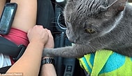 The Touching Photo Of This Dying Cat Proves Unconditional Love