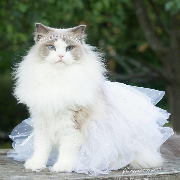 Karşınızda dünyanın en prenses kedisi Aurora!👸👑