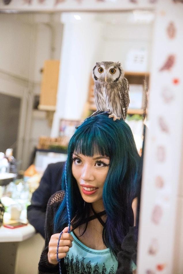 1. Fukuro no Mise Owl Café