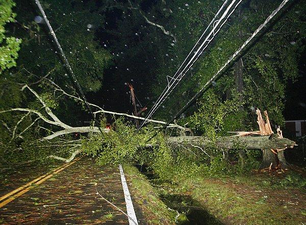 14. Florida'daki Hermine Kasırgası'nın ardından devrilmiş ağaçlar ve güç hatları yolu kapatmış durumda.