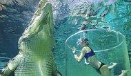 Путешественница оказалась в воде с 5-ти метровым крокодилом!