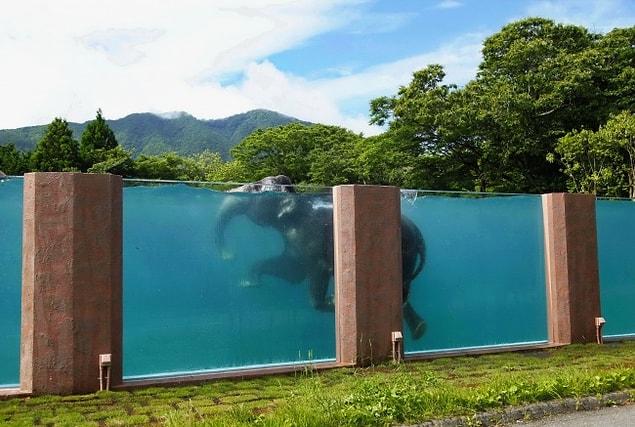 9. A swimming pool for elephants in a safari park, Japan